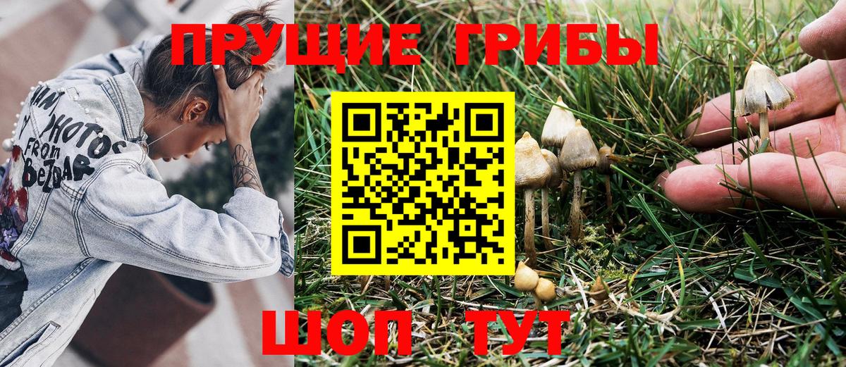 Псилоцибиновые грибы Psilocybe  Вход с VPN  Елец 